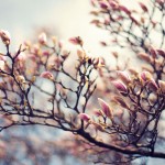 Kopfüber in den Frühling!