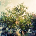 World Pinhole Holgas 2011